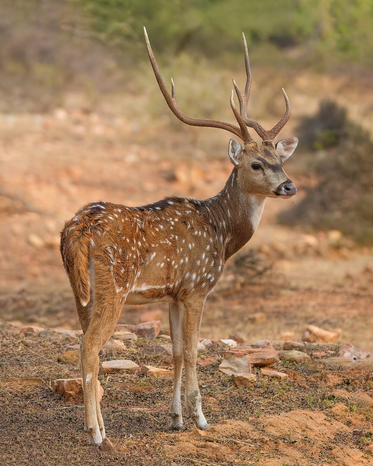 Chital spotted deer on Mukundra safari