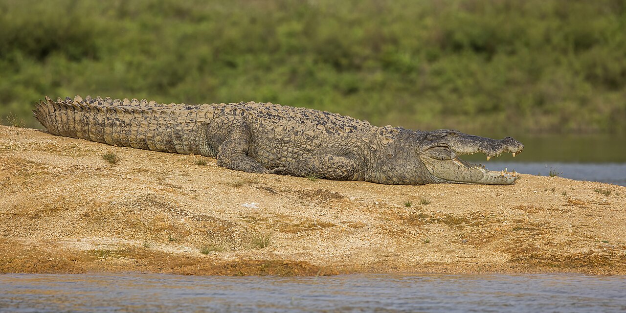 Mugger crocodile basking, found in Mukundra waterbodies