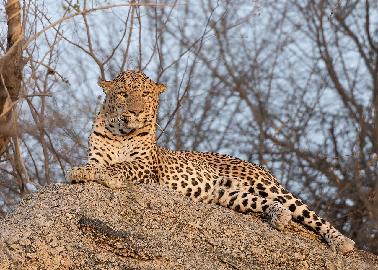 Indian leopard in Rajasthan rocky forest